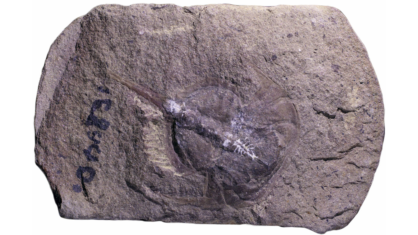 A ‘one-in-a-million’ fossilized horseshoe crab brain was discovered