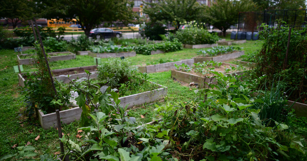 Opinion | To Combat Gun Violence, Clean Up the Neighborhood