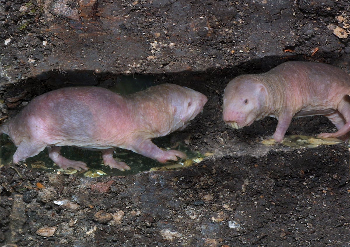 Chinese scientists discover the DNA secret behind the naked mole-rat’s astonishing longevity