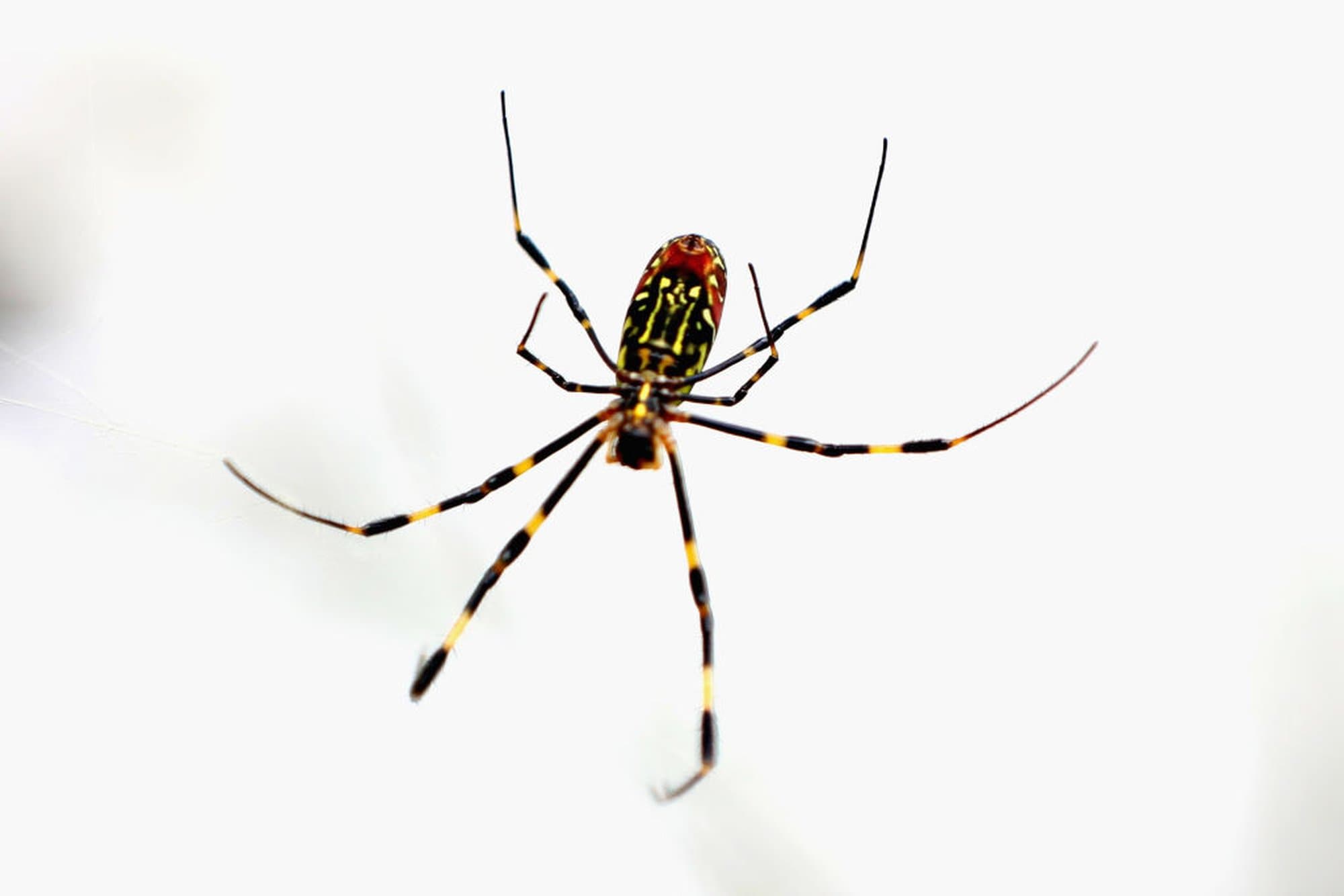 Spiders Can Fly Hundreds of Miles Using Electricity - The Atlant