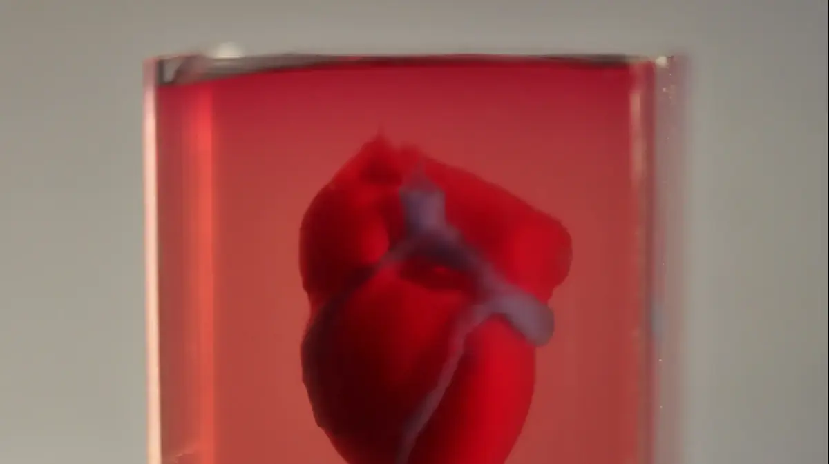 מטורף: חוקרים ישראלים הדפיסו לב חי במדפסת תלת מימד - וואלה! בריא