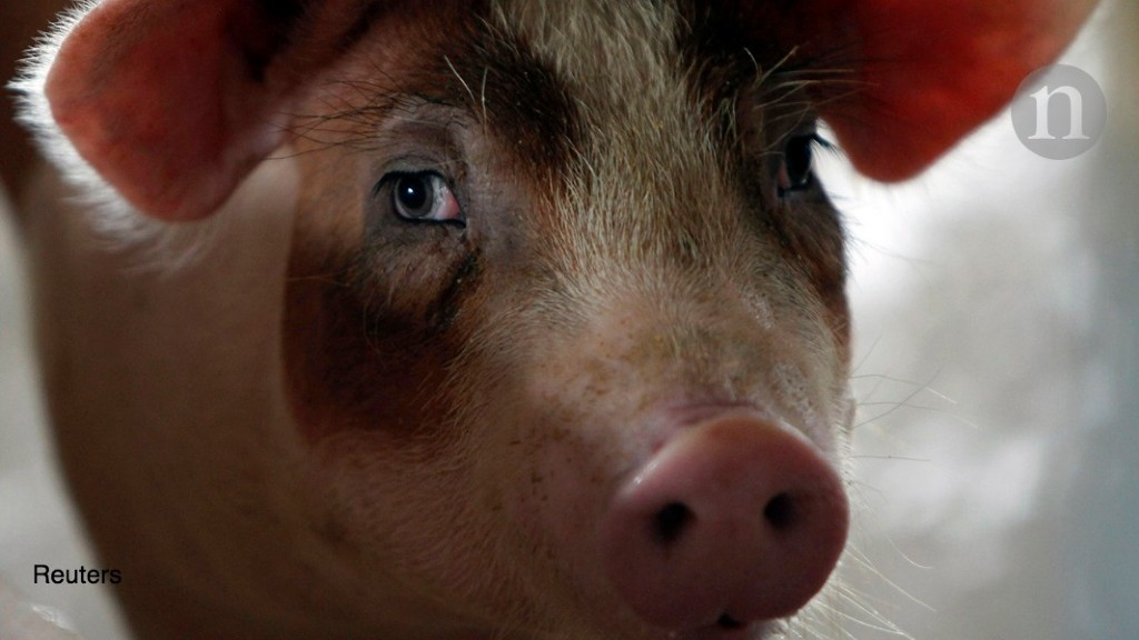 Pig brains kept alive outside body for hours after death