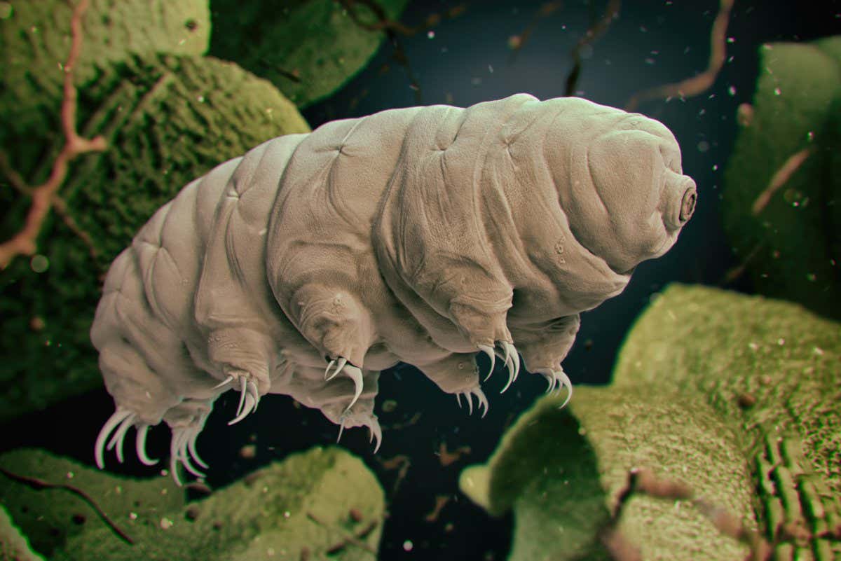 Tardigrade is first multicellular organism to be quantum entangled | New Scientist