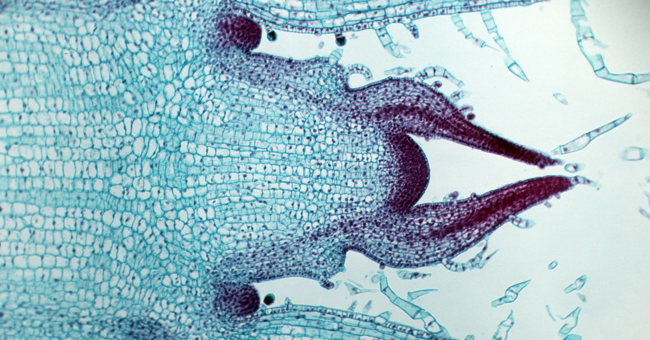 Mystery Solved: How Plant Cells Know When to Stop Growing