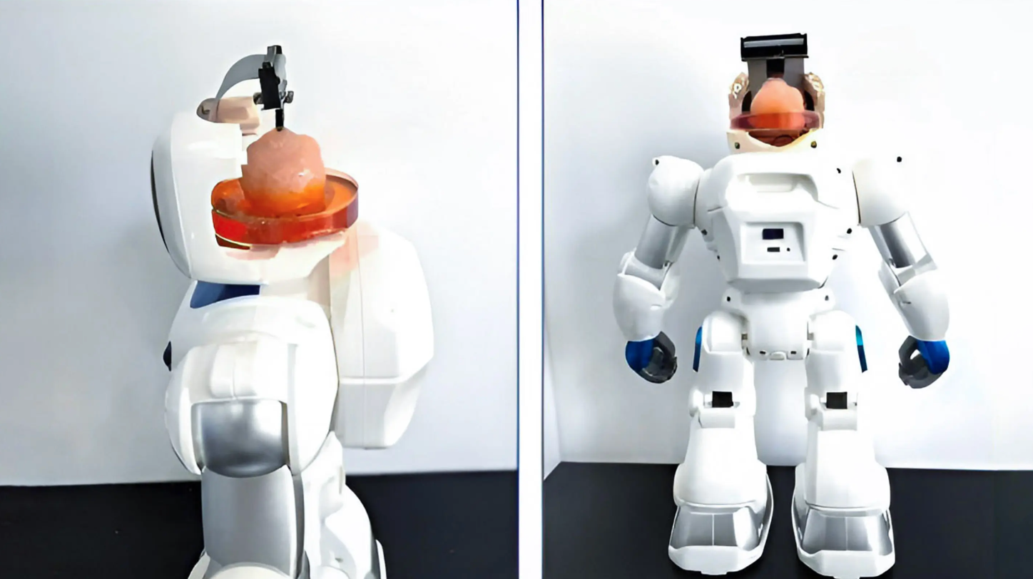 Chinese scientists build robot controlled by human brain cells