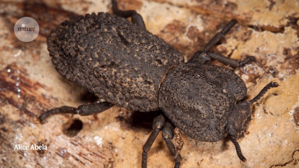 This beetle’s stab-proof exoskeleton makes it almost indestructible