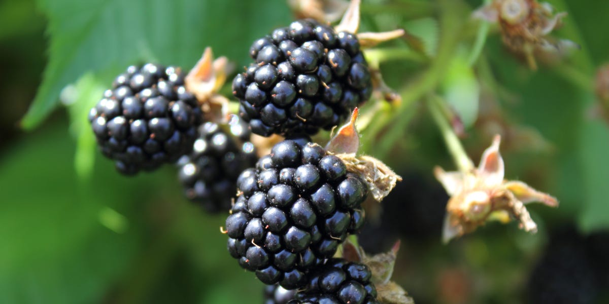 Apple's 'BlackBerry Moment'