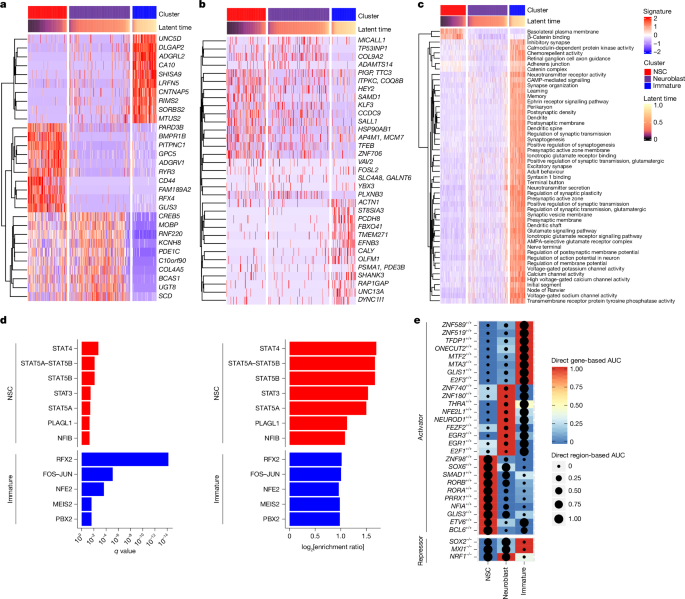 Human hippocampal neurogenesis in adulthood, ageing and Alzheimerâs disease - Nature